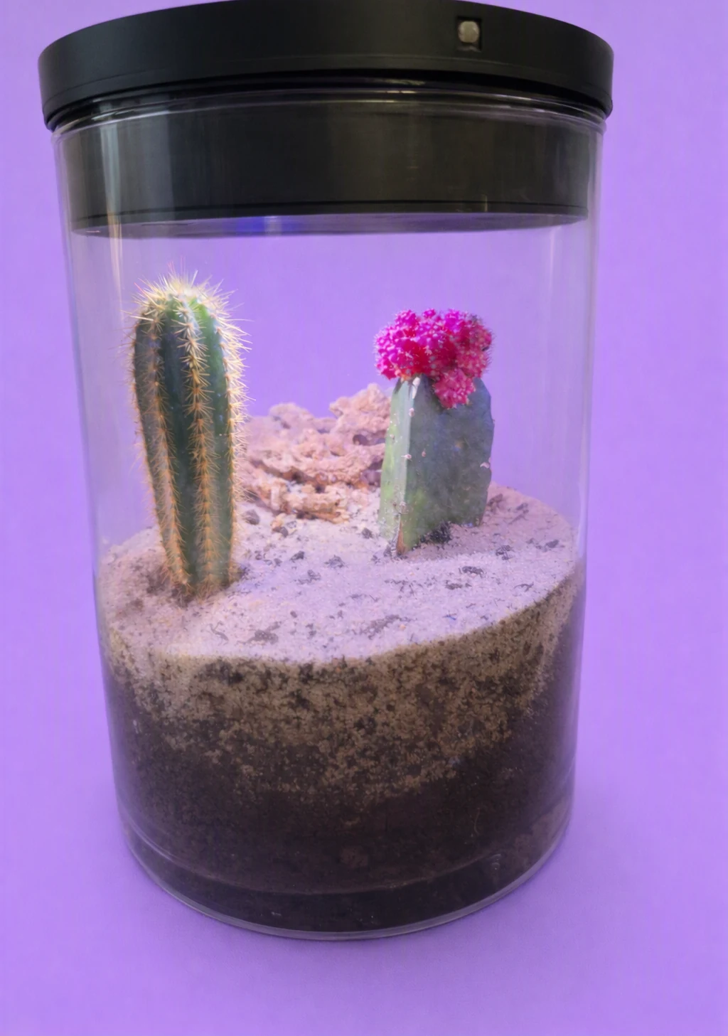 Terrario desertico con cactus e substrato sabbioso