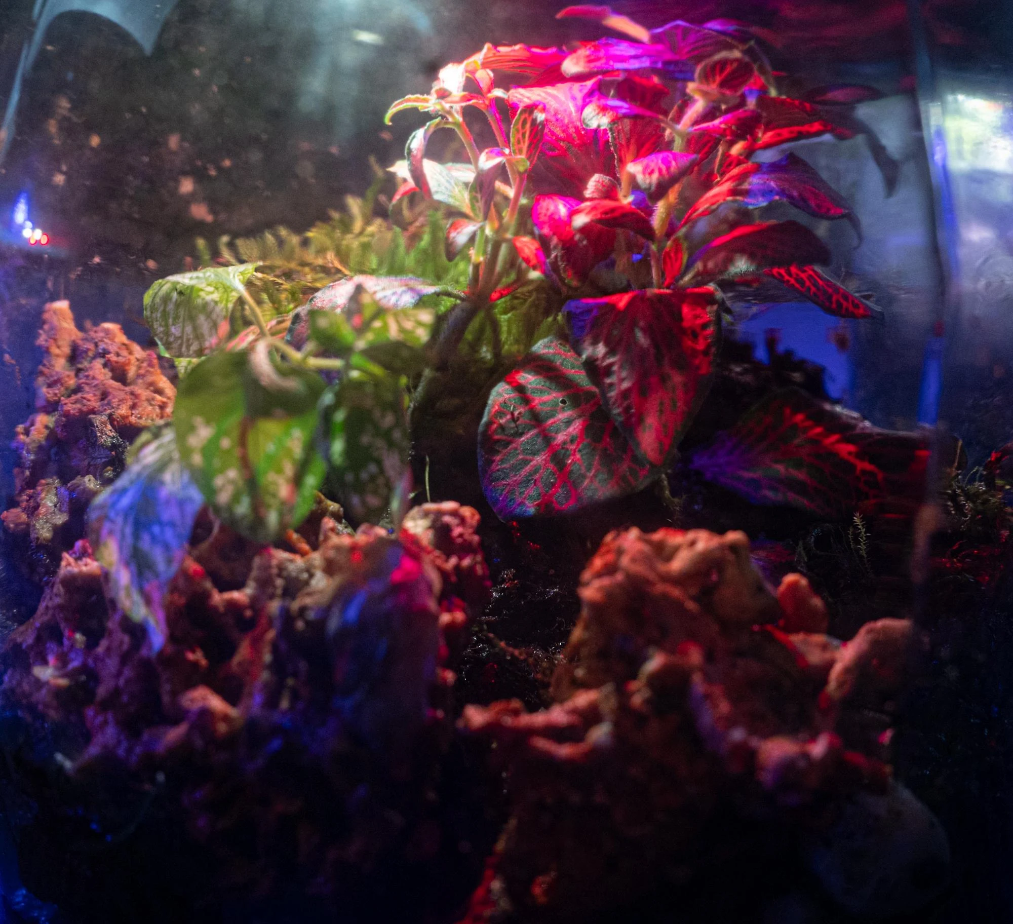 Terrario tropicale con vegetazione fitta