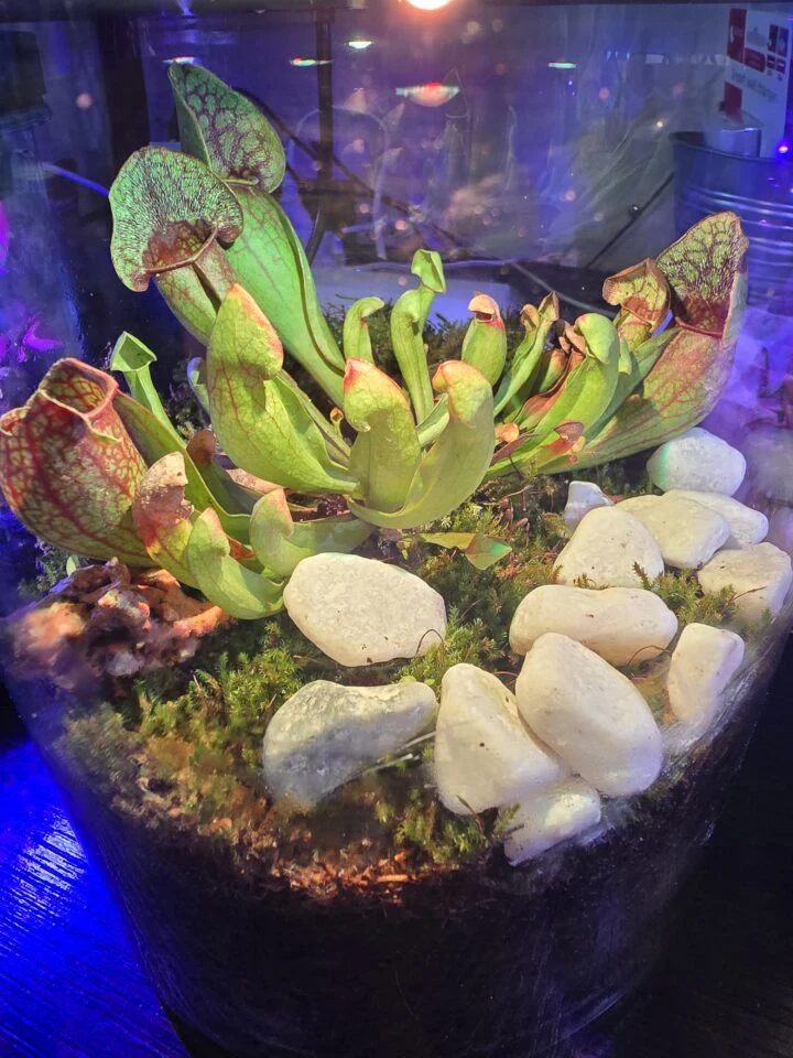 Terrario Evoluto 4L Automazioni, immagine 3