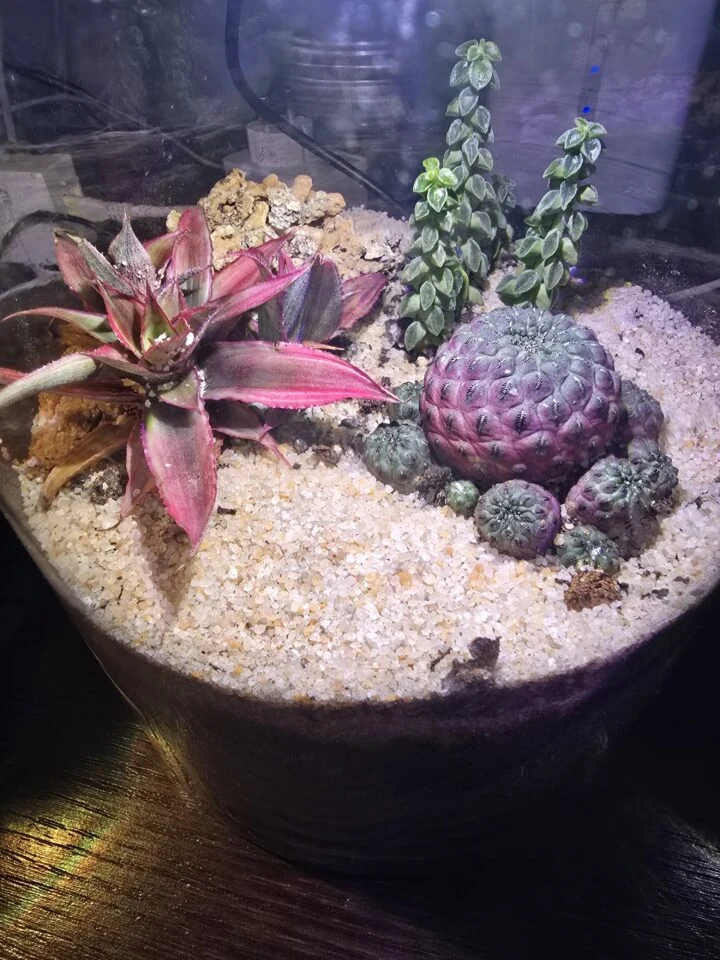 Terrario Evoluto 4L Automazioni, immagine 5